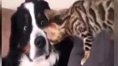 #cute #animals #funny #animal #videos #funnyanimalslife #club #cats #dogs #shorts (360p) (2)