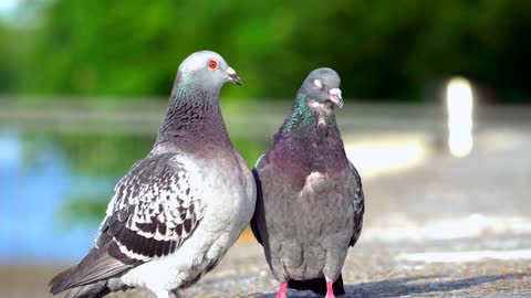 Two Pigeons Fight !!!
