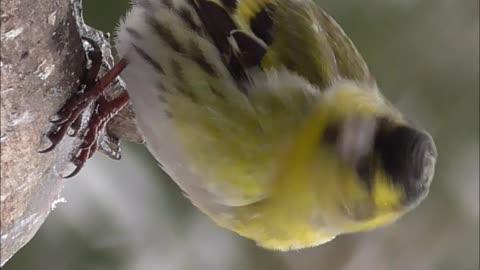 Eurasian siskin bird in a snowfall