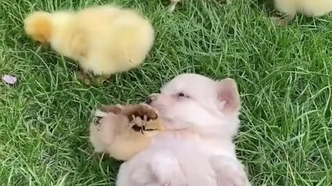 Puppy Playing with Piglet, Duck, Cats and More!