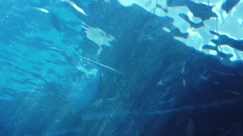 Dolphin Aquarium Zoo Exhibit Genoa Sea Fish