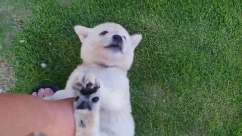 Cute Korean JINDO puppies want to play~