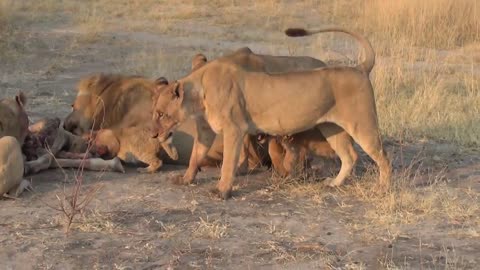 LIONS VS HYENAS - Clash of Enemies