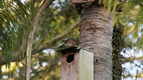 Wood Duck Hen