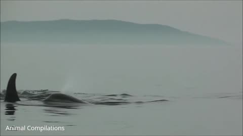 Wild Orca Killer Whales