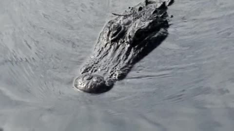 Alligator, swimming toward you.