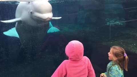 Beluga Is Just Another Playful Child