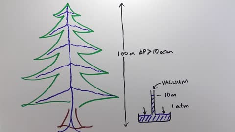 How Trees Bend the Laws of Physics