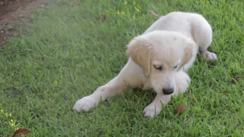 The dog is trying to eat something different