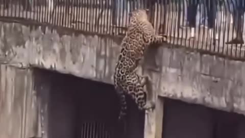 LEOPARD TRYING TO GET OUT 🙄🙄