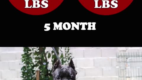 How much should my cane corso weight?