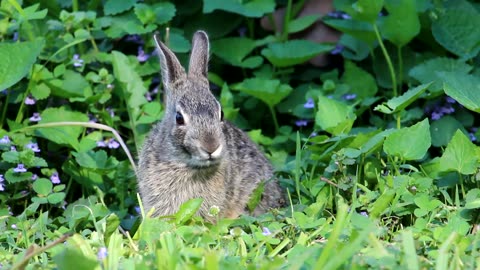 Wild Rabbits Eating Grass & Leaves
