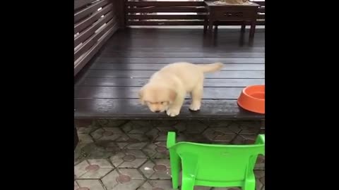 New funny video of dog and cat🤣🤣