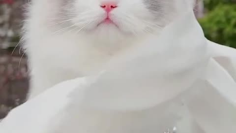 I was surprised to see such a beautiful cat 😧😯