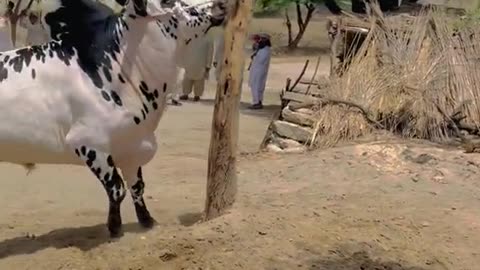 Beautiful cow in pakistan|2023|Village beauty