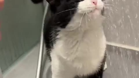 VAi tomar banho gatinho