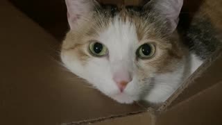 Comfortable Cat in Box