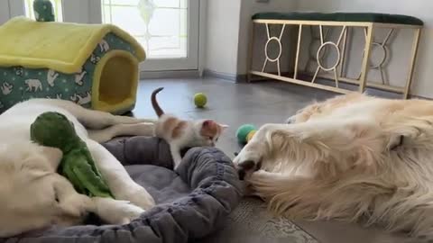 Kitten likes to play with the Golden Retrievers