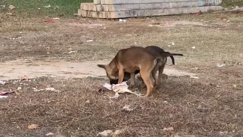 Two Naughty Dogs Play Happily With His Friend In Village