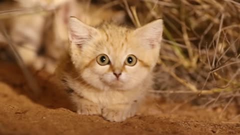 Sand Cat: The King of the Desert