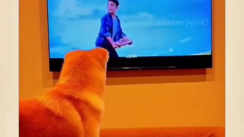 Funny dogs forgets it's a TV