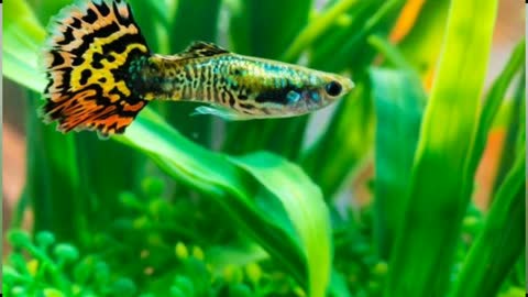 Top 10 best fishes for 2feet aquarium