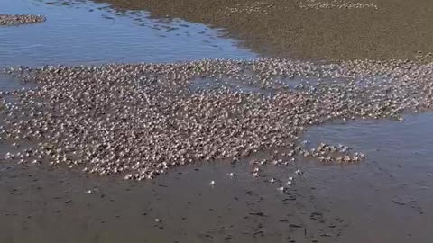 ARMY OF SOLIDER CRABS!! 🦀 🦀 🦀