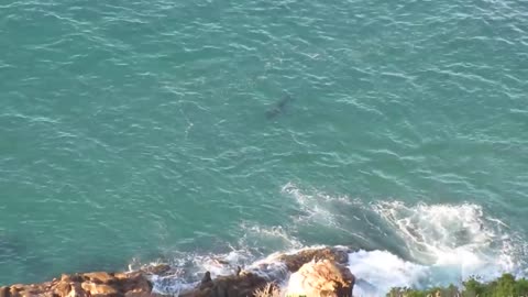 Massive Elephant Seal Chases Great White Shark Away From Seal Colony at Robberg Nature Reserve