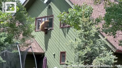 BEARLY HANGING ON! Colorado Woman Films Bear Hanging from House WIndow
