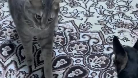 Funniest cat video of 2023 🐱😂 cats love