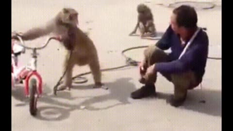 Funniest Monkey - cute and funny monkey