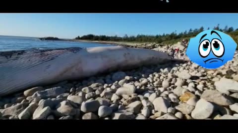 #shorts895 Dead Whale 🐋 Washes Ashore 😢 #whale