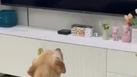 "TV Surprise: Watch This Pup's Funny Escape from Gunfire"