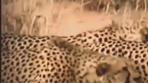 cheetah attacking in the wild - Animals attacks