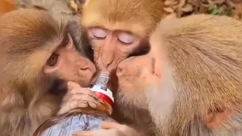 drunken monkey