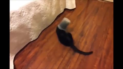 Funny cat video