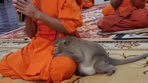 In the monastery of mindfulness, even the monkey know how to find inner peace.
