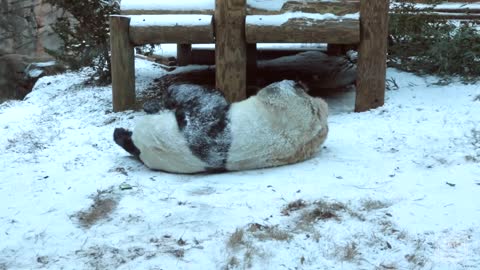Panda Yang Yang Plays in Man-made Snow