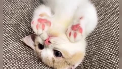 Cute#pet#cat#fyp#foryou#cute