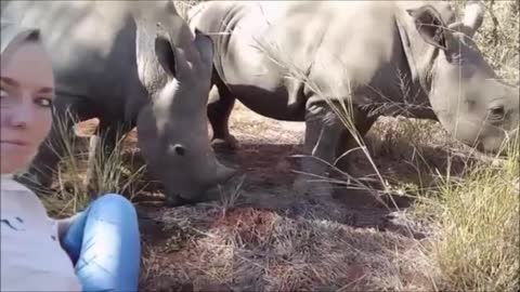 Orphaned Rhino Kisses Her New Mother