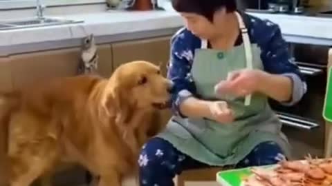 BD You will laugh at all the DOGS 🤣 Funny DOG Videos 😂🐶▶04 #shorts