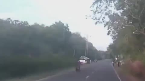 Elephant get hitted by lady driver