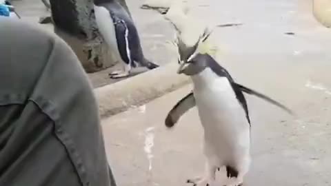 Silly Penguin Has The Zoomies