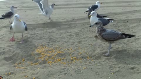Seagulls feeding by the Pacific ocean Beach
