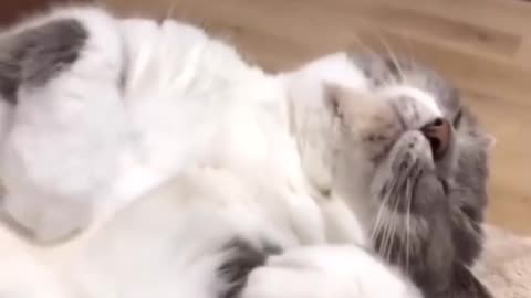 Funny Cat - Horror Dreams - Office Dream on Weekend