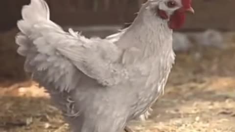 Funny chicken video