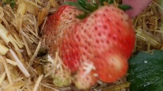 I found an unusual shape of strawberry in the garden