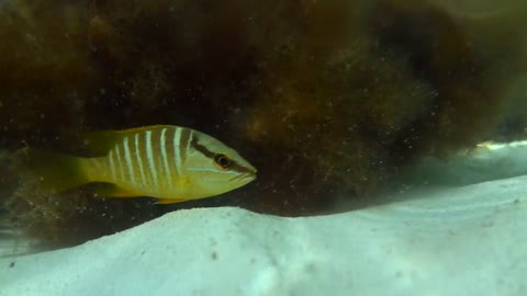beauty little fish