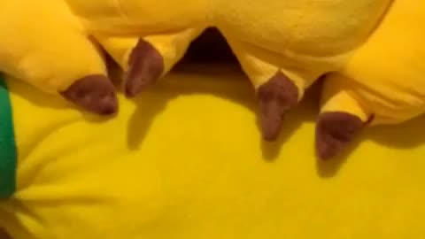 Chihuahua in the banana