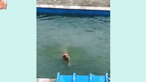 Dog Sliding into a pool #funny #funnydogs #funnyvideo #funnyshorts